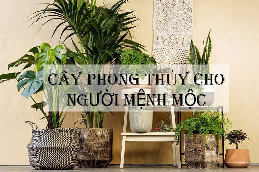 Mệnh Mộc hợp cây gì?